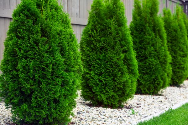 Arborvitae Planting in New Lenox