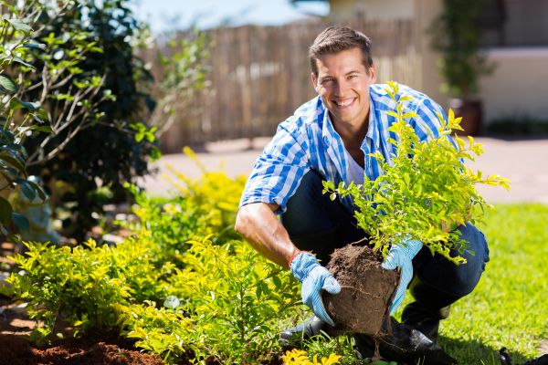 Bush Planting Service in New Lenox