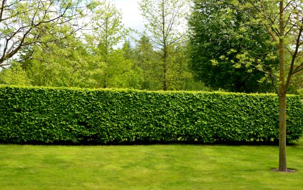 Hedge Planting in New Lenox