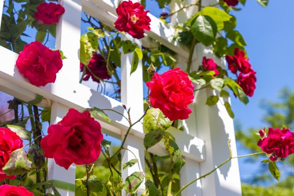 Home Gardening Service in New Lenox