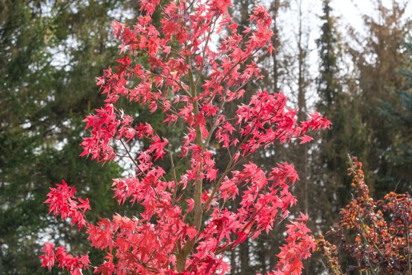 Japanese Maple Planting in New Lenox