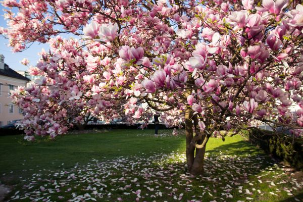 Magnolia Tree Planting in New Lenox