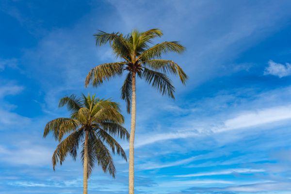 Palm Tree Planting in New Lenox