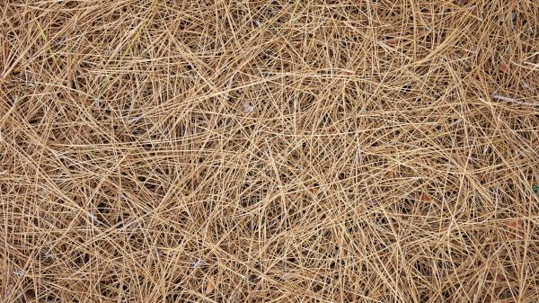 Pine Needles Delivery in New Lenox