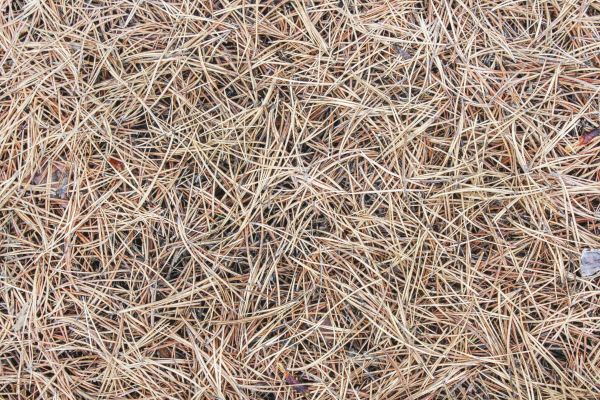Pine Straw Installation in New Lenox