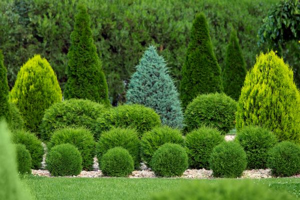 Shrub Replacement in New Lenox