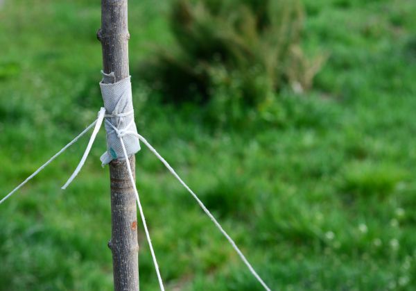 Tree Staking Service in New Lenox
