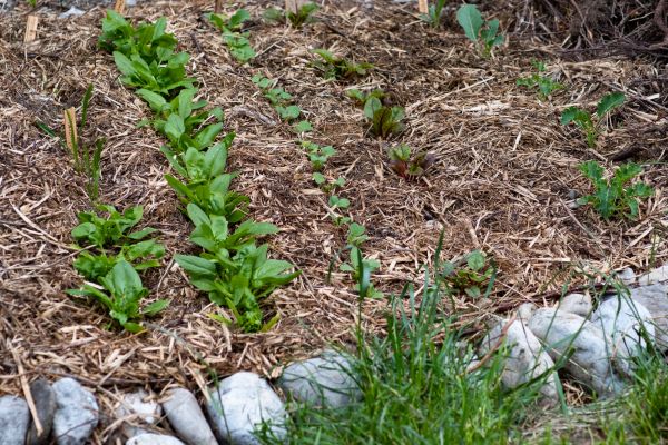 Mulch Service in New Lenox