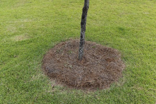 Pine Straw Spreading in New Lenox