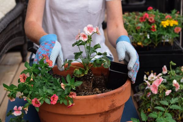 Plant Care Service in New Lenox