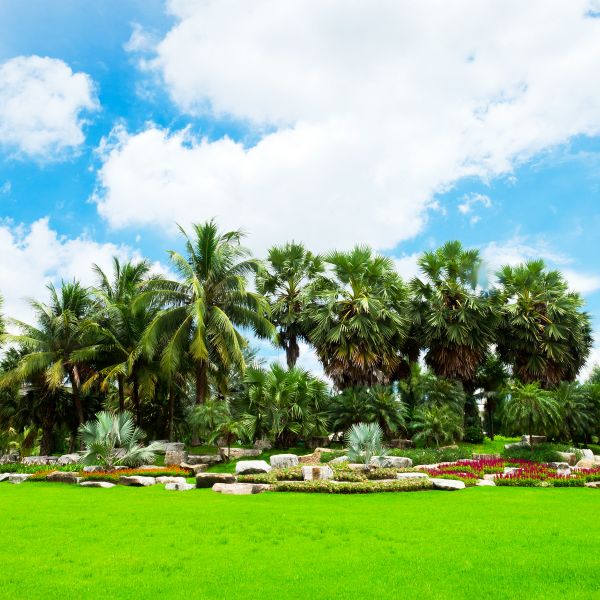 Tropical Landscaping in New Lenox