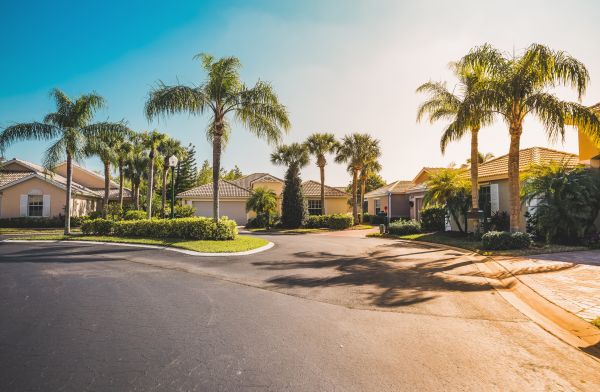 Palm Tree Landscaping in New Lenox