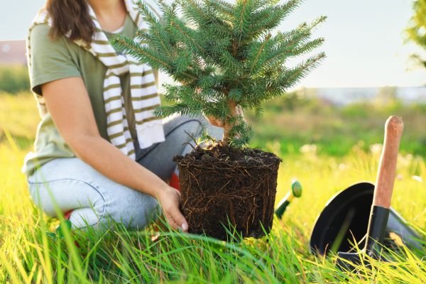 Spruce Tree Planting in New Lenox