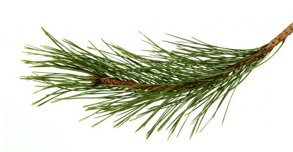 Pine Needles Installation in New Lenox
