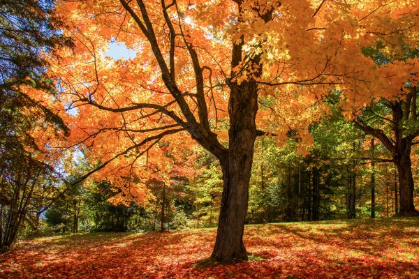 Maple Tree Planting in New Lenox