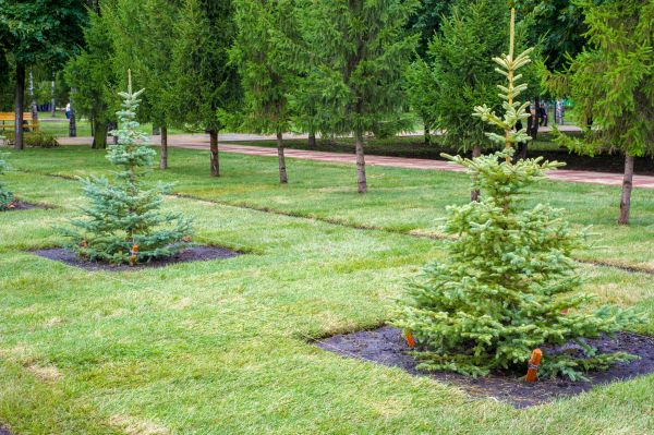 Privacy Trees Planting in New Lenox