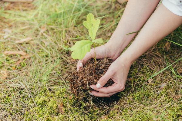 Oak Tree Planting in New Lenox