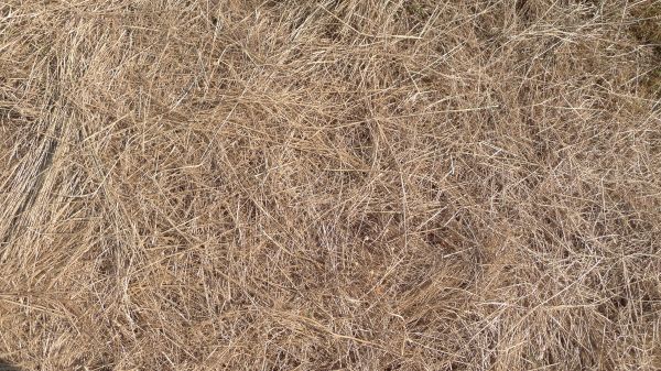 Pine Straw Replacement in New Lenox