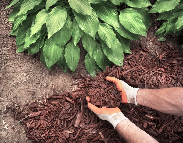 Bark Spreading in New Lenox