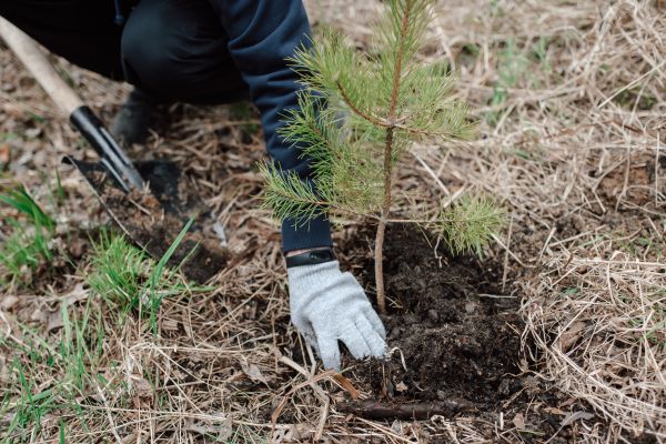 Pine Tree Planting in New Lenox