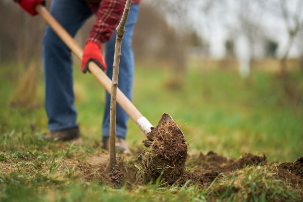 Trees Planting in New Lenox