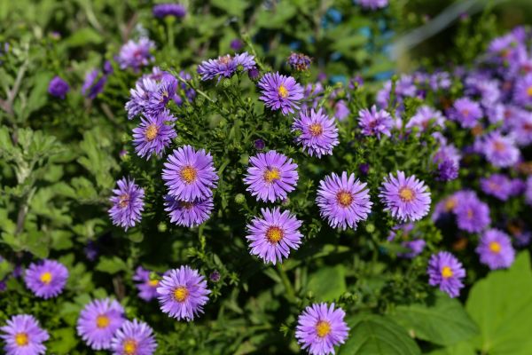 Perennial Flower Planting in New Lenox