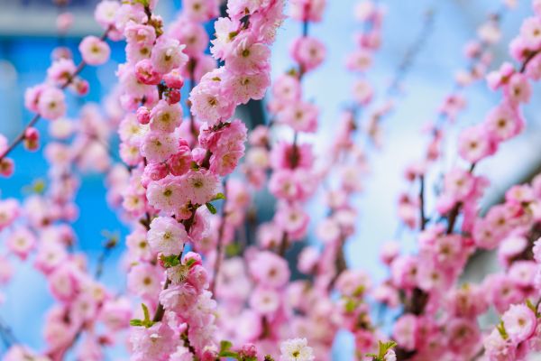 Japanese Cherry Tree Planting in New Lenox