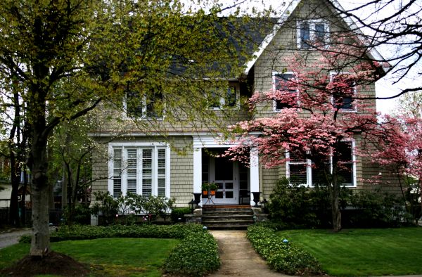 Ornamental Tree Planting in New Lenox