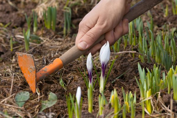 Flower Garden Weeding in New Lenox
