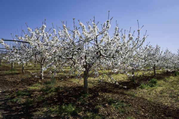 Orchard Planting in New Lenox