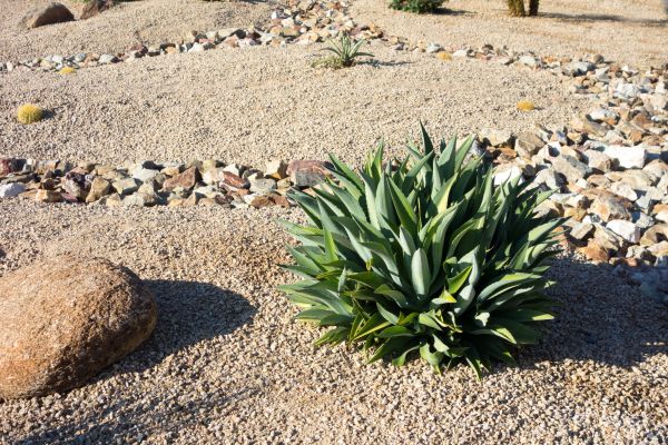 Xeriscaping Service in New Lenox