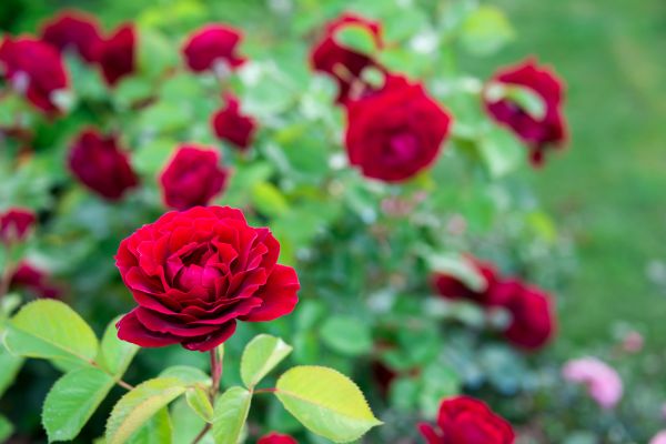 Rose Planting in New Lenox
