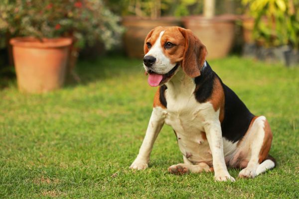 Dog Friendly Landscaping in New Lenox