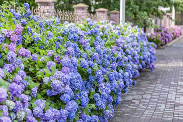 Hydrangea Landscaping in New Lenox