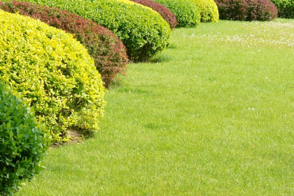 Shrubbery Planting in New Lenox