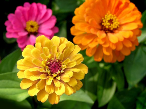 Zinnia Planting in New Lenox
