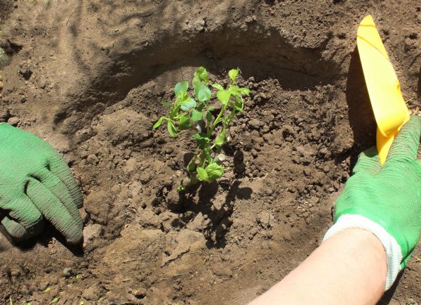 Rose Bush Planting in New Lenox