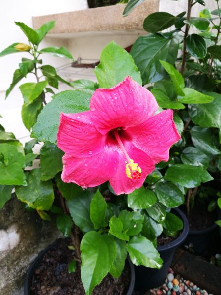Hibiscus Planting in New Lenox