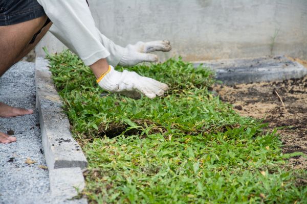 Ground Cover Planting in New Lenox