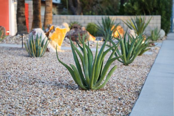 Drought Resistant Landscaping in New Lenox