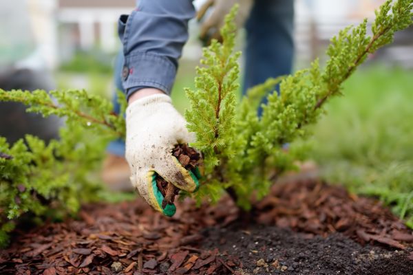 Church Mulching in New Lenox