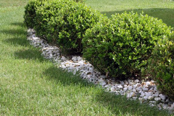 Boxwood Planting in New Lenox