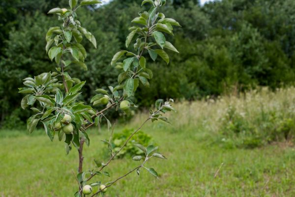 Apple Tree Planting in New Lenox
