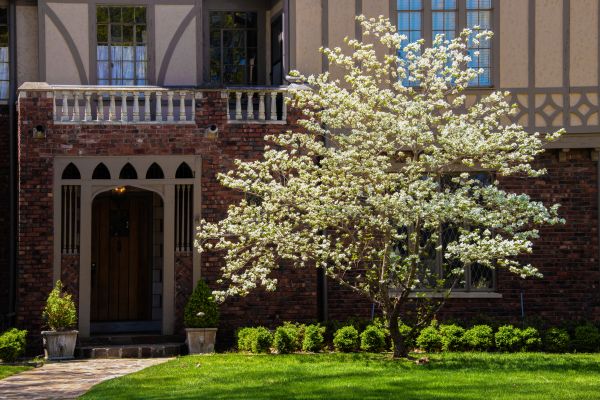 Dogwood Tree Planting in New Lenox