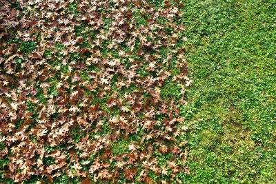 Clean Property After Leaf Removal